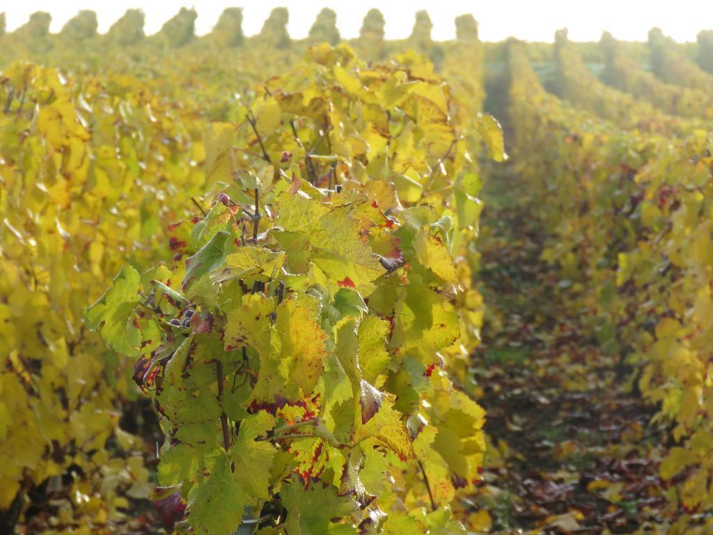 Champagne Gilmaire-Etienne Bed & Breakfast Binson-et-Orquigny Bagian luar foto
